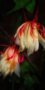 Flores,Drops,Macro,Mojado,Planta