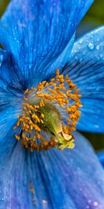 Flowers,Drops,Petals,Poppy