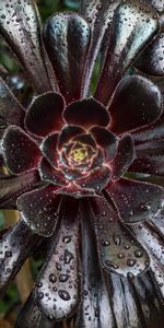 Feuilles,Plante,Planter,Eonium Arborescent,Aeonium Arborescent,Fleurs,Drops