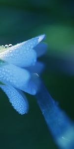 Flowers,Drops,Plants