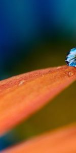 Flowers,Drops,Plants