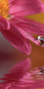 Flowers,Drops,Plants