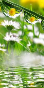 Flowers,Drops,Plants