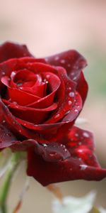 Flowers,Drops,Rose,Bud,Close Up,Rose Flower