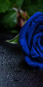 Bourgeon,Une Rose,Rose Bleue,Drops,Rose,Fleurs