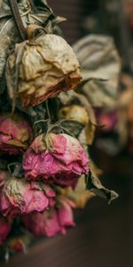 Flowers,Dry,Herbarium,Roses