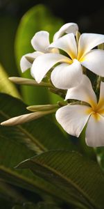 Flowers,Exotic,Exotics,Plumeria,Leaves