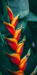 Flowers,Exotic,Plant,Bright,Tropical,Flower