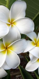 Flowers,Exotics,Plumeria,Leaves,Bloom,Flowering,Exotic