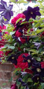 Flowers,Fence,Clematis,Brick,Roses,Wall