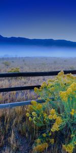 Flowers,Fencing,Grass,Field,Enclosure,Nature