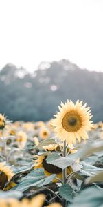 Flowers,Field,Bloom,Flowering,Sunflowers,Plants