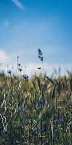 Fleurs,Domaine,Champ,Oreilles,Chaussures À Pointes,Wildflowers,Fleurs Sauvages