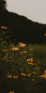 Flowers,Field,Flowering,Bloom