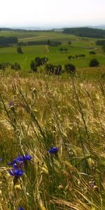 Flowers,Field,Herbs,Herbage,Expanse,Nature,Open Spaces