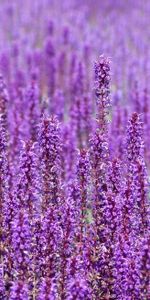 Flowers,Field,Lot,Violet