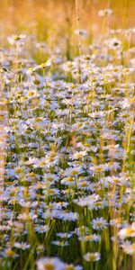 Domaine,Beaucoup De,Multitude,Camomille,Champ,Fleurs