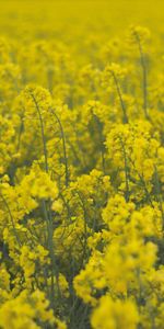 Flowers,Field,Plants