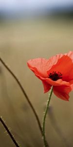 Domaine,Pavot,Tiges,Boîtes,Des Boites,Champ,Fleurs,Coquelicot