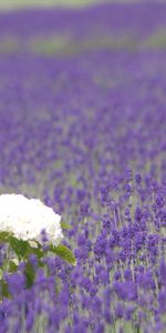 Flowers,Field,Sharpness,Hydrangea,Lavender