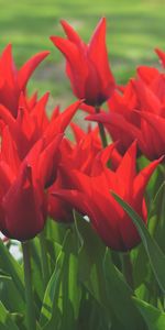 Flowers,Field,Tulips