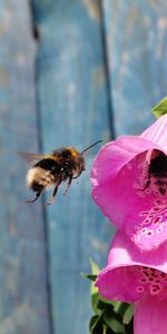 Flowers,Flight,Bee,Pollination