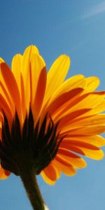 Flowers,Flower,Beams,Rays,Mood,I See,Calendula,Sky,Clear