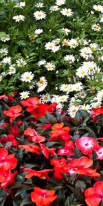 Flowers,Flower Bed,Flowerbed,Balsams,Balsamins,Camomile