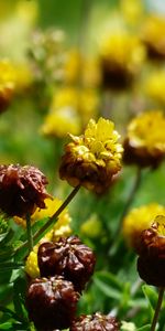 Flowers,Flower Bed,Flowerbed,Buds