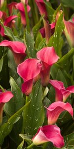 Flowers,Flower Bed,Flowerbed,Calla,Lot,Callas,Leaves