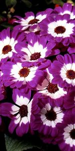 Flowers,Flower Bed,Flowerbed,Cineraria,Bicolor,Two Colored