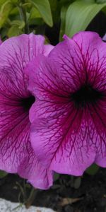 Flowers,Flower Bed,Flowerbed,Close Up,Leaves