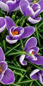 Crocus,Primevères,Parterre,Source,Fleurs,Parterre De Fleurs,Printemps