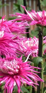 Parterre,Dahlias,Fleurs,Parterre De Fleurs,Jardin