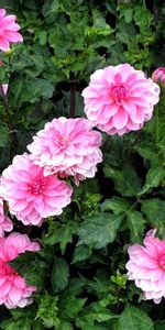 Flowers,Flower Bed,Flowerbed,Dahlias,Greens