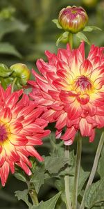 Flowers,Flower Bed,Flowerbed,Dahlias,Sharpness,Close Up