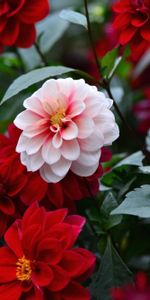 Flowers,Flower Bed,Flowerbed,Dahlias,Sharpness,Multicolored