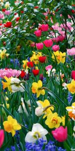 Différent,Fleurs,Parterre,Parterre De Fleurs