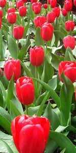 Flowers,Flower Bed,Flowerbed,Freshness,Tulips,Drops,Spring