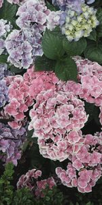 Flowers,Flower Bed,Flowerbed,Hydrangeas,Floristics