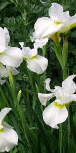 Iris,Blanc Comme Neige,Fleurs,Parterre,Parterre De Fleurs