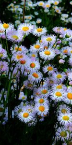 Cama De Flores,Parterre,Lote,Mucho,Aster,Flores,Ásteres