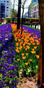 Flores,Ciudad,Cama De Flores,Parterre,Naturaleza