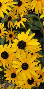 Flores,Cama De Flores,Parterre,Rudbeckia,Rudbekia