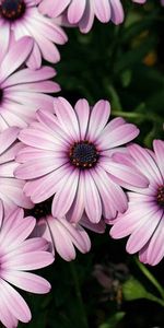 Flowers,Flower Bed,Flowerbed,Sharpness,Dimorphotheque,Dimorfoteka,Close Up