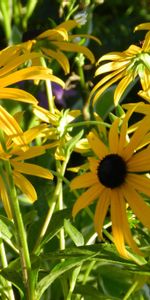 Acuité,Rudbekia |,Fermer,Rudbeckie,Fleurs,Gros Plan,Parterre,Parterre De Fleurs