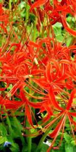 Flowers,Flower Bed,Flowerbed,Spider Lily,Close Up