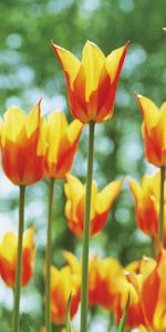 Flowers,Flower Bed,Flowerbed,Tulips,Glare,Spring,Sunny