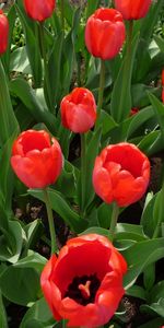 Flowers,Flower Bed,Flowerbed,Tulips,Spring