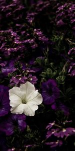 Contraste,Fleurs,Parterre,Mauve,Parterre De Fleurs